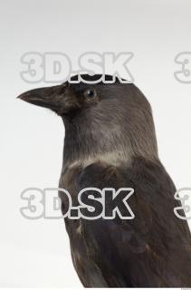 Jackdaw - Corvus monedula 0021